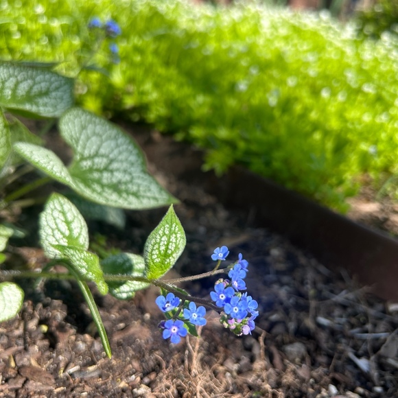 Meet your Posher, Holly - Picture 1 of 1